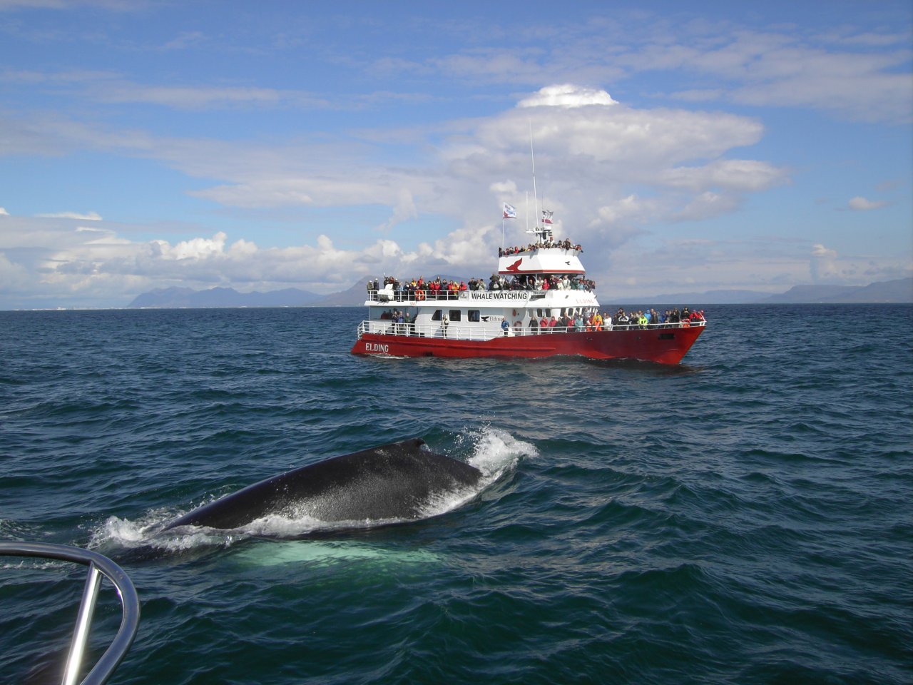 Whale watching in winter in Norway