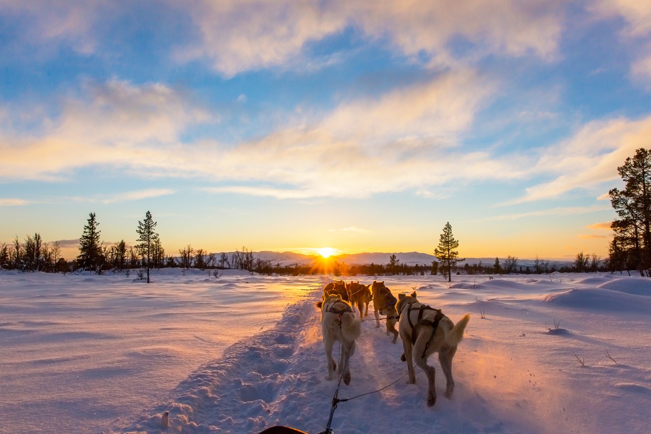 Dog sledding tours in Tromso, Norway