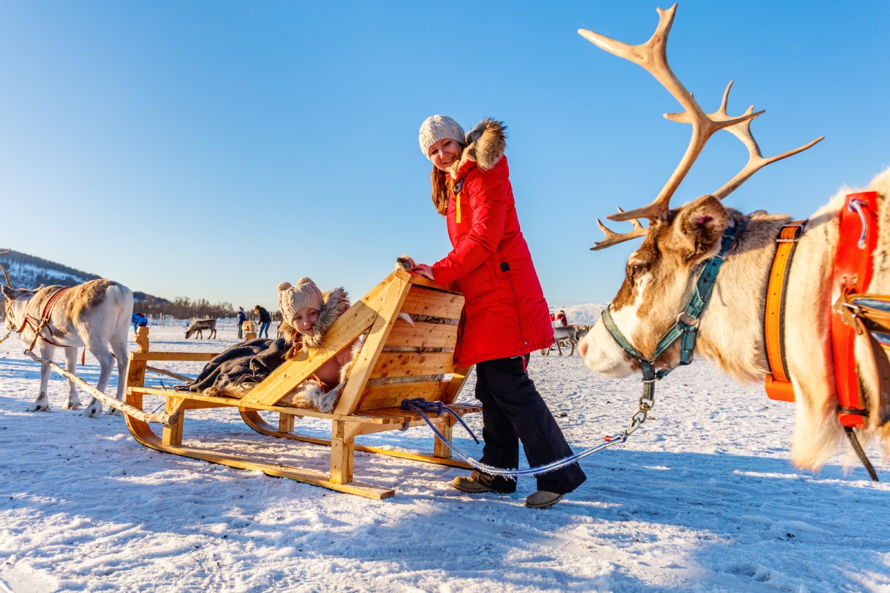 Reindeer sledding and feeding in Tromso, Norway