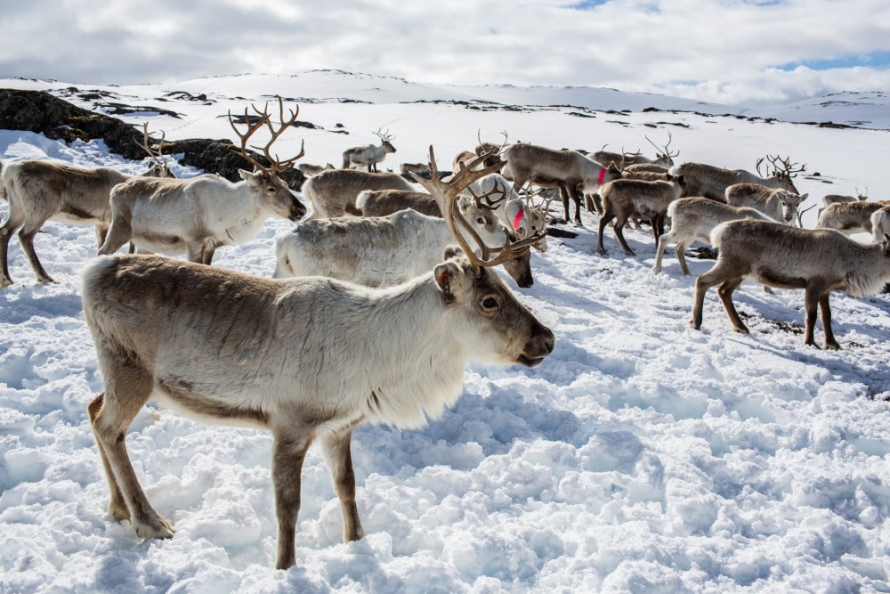 Things to do in Tromso, Norway