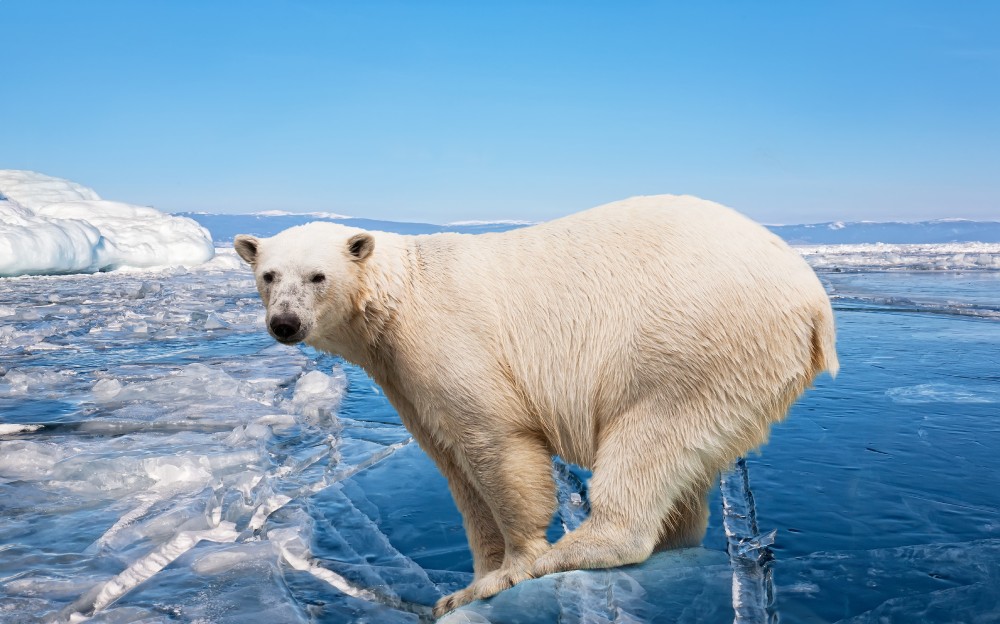 Things to do in Svalbard, Norway (travel)