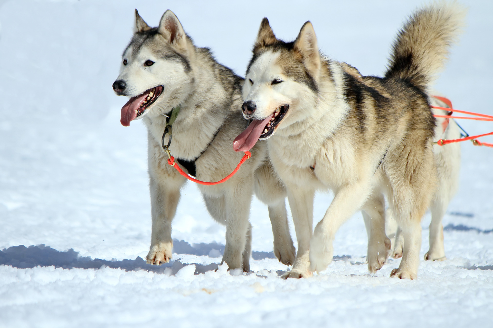 Dog Sledding in Tromsø