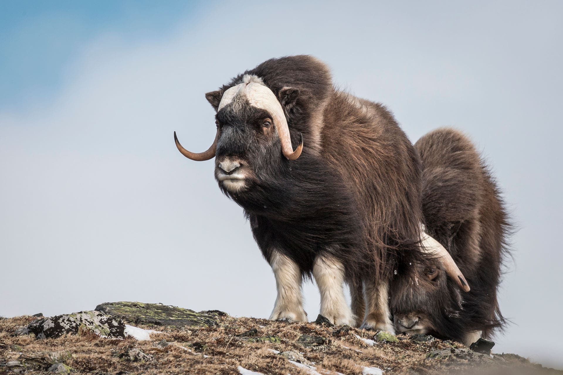 Wildlife safaris in Norway