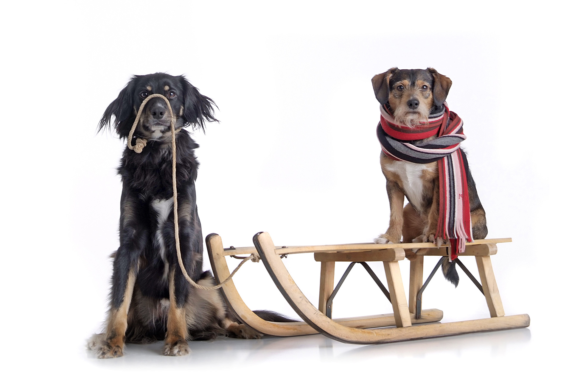Dog Sledding resting dogs