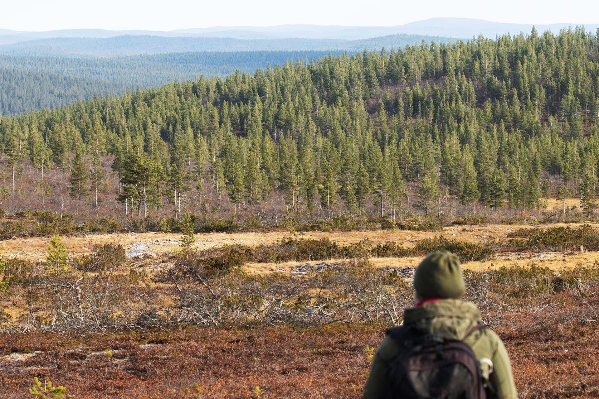 top things to do in lapland