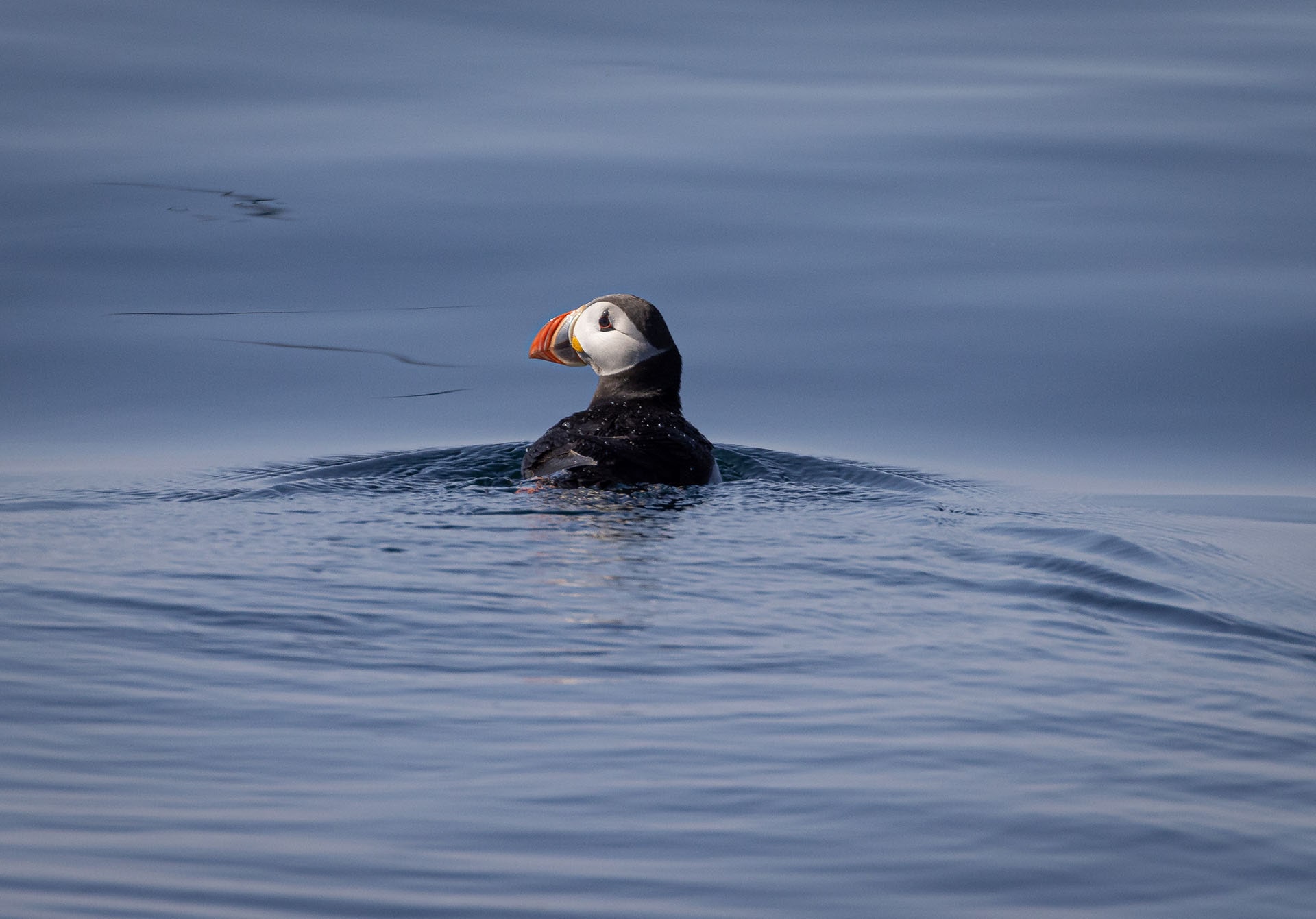 Birdwatching in Vesteralen