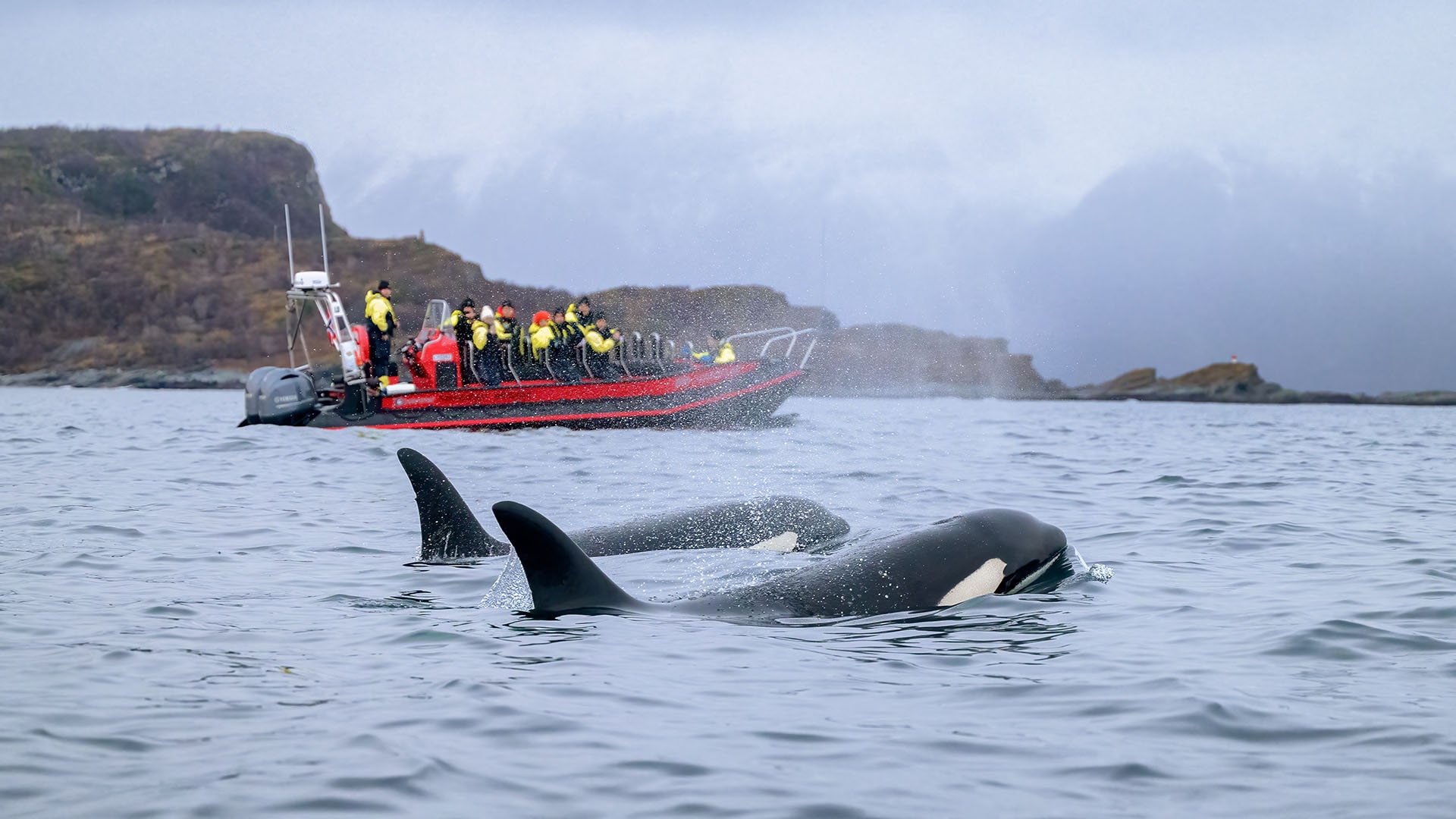 whale watching in northern norway