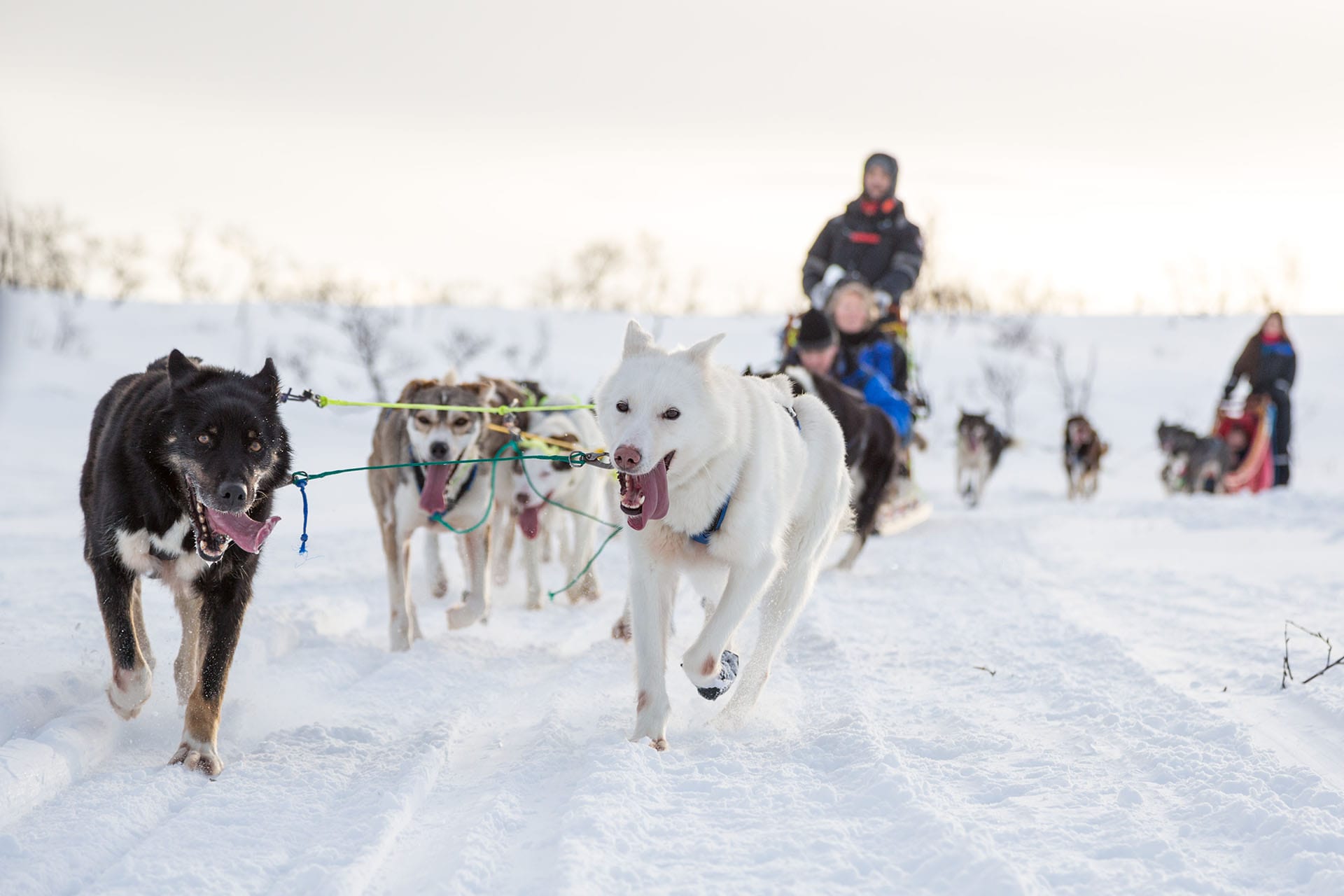 dog sledding in norway tromso