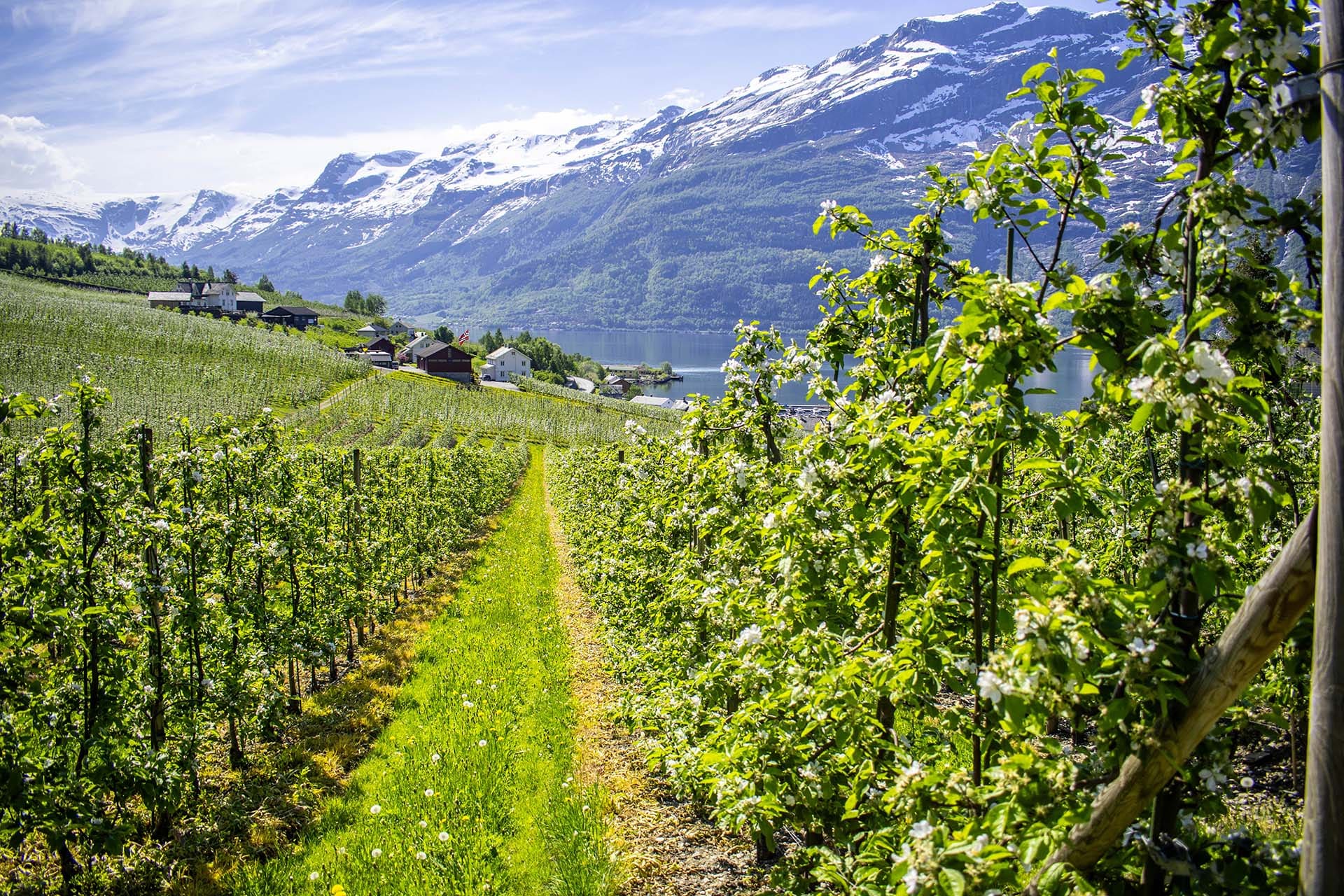 Unique experiences in Hardanger, Norway