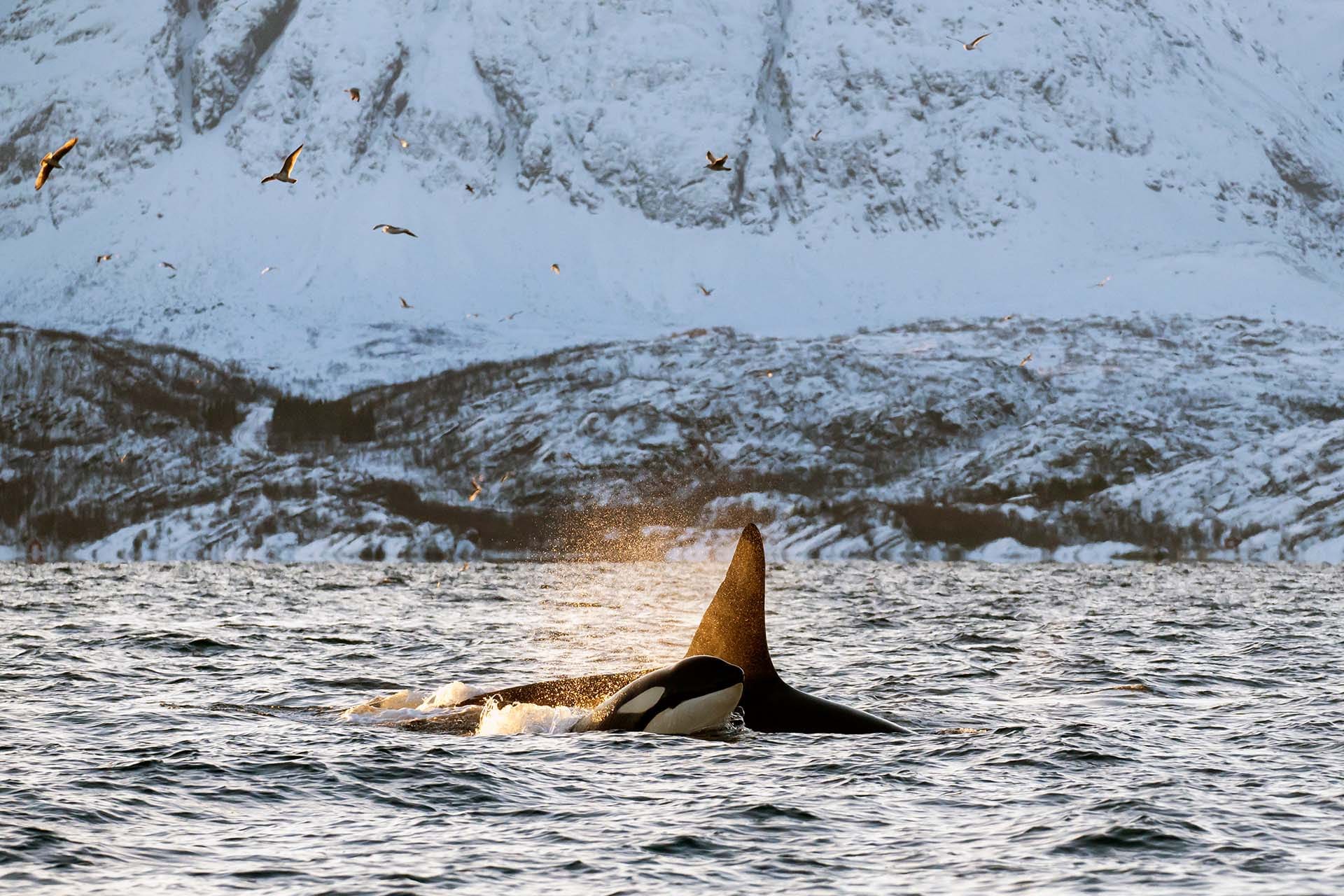 best winter activities in tromso, norway