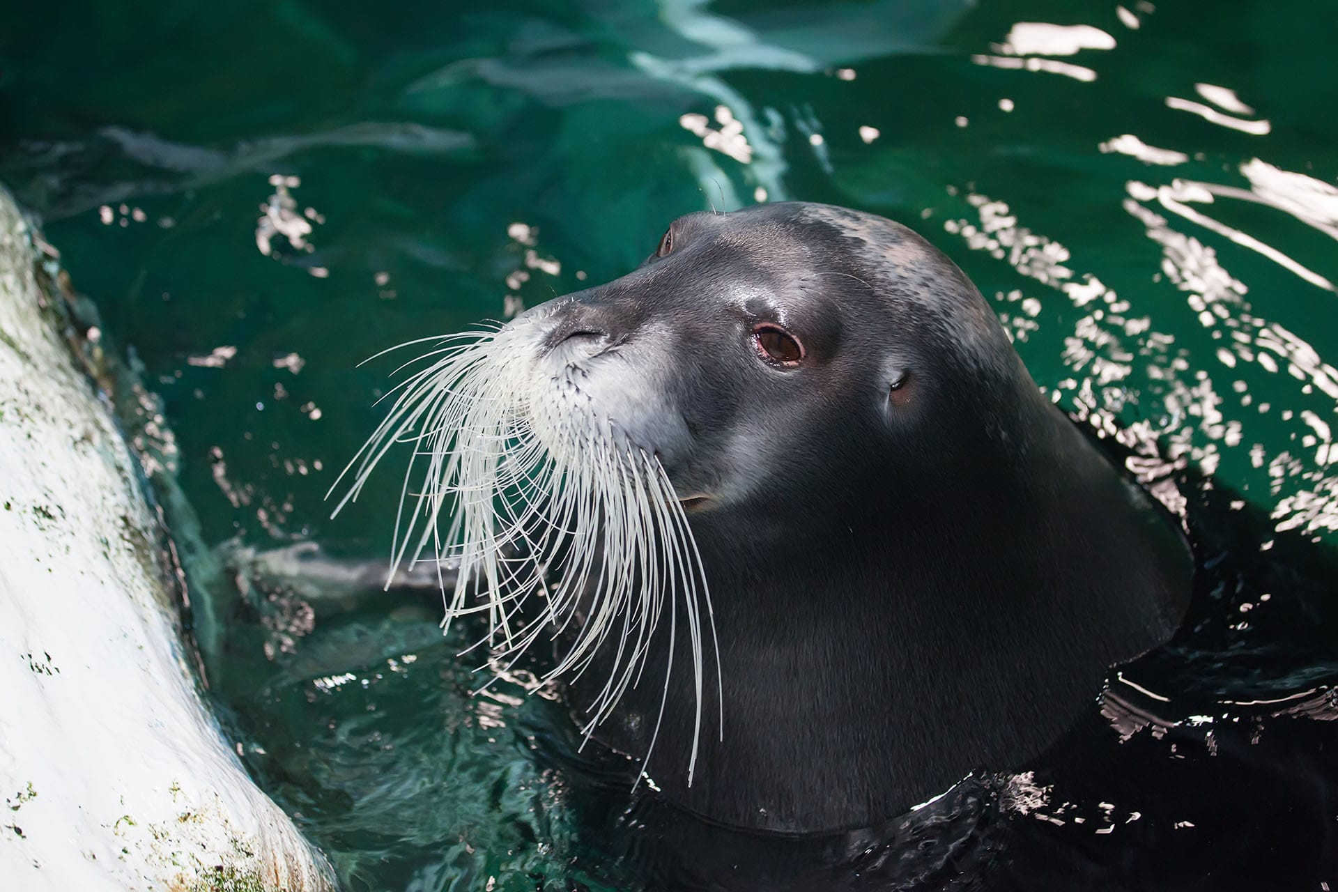 Polaria, an aquarium in Tromso